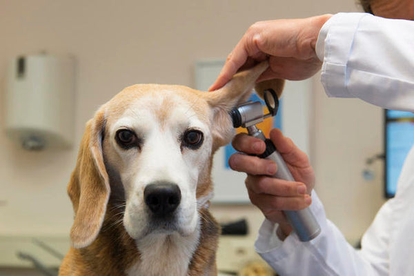 Vet Advice for Bringing a New Pet Home: Complete Checklist for Dogs and Cats