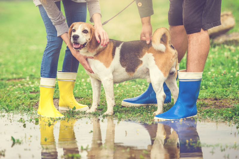 muddy beagle getting wiped clean