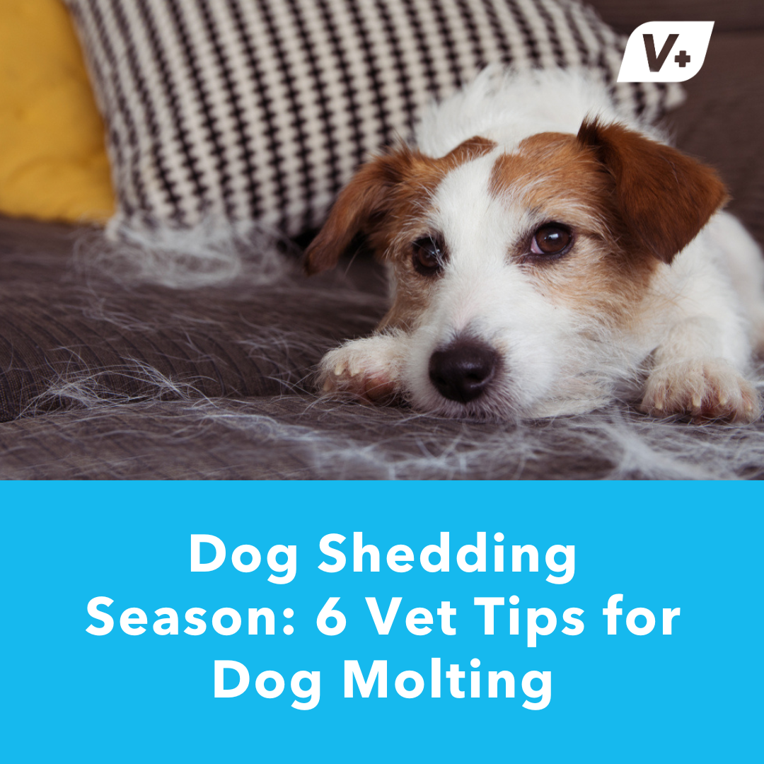 Jack Russell dog shedding season on the couch