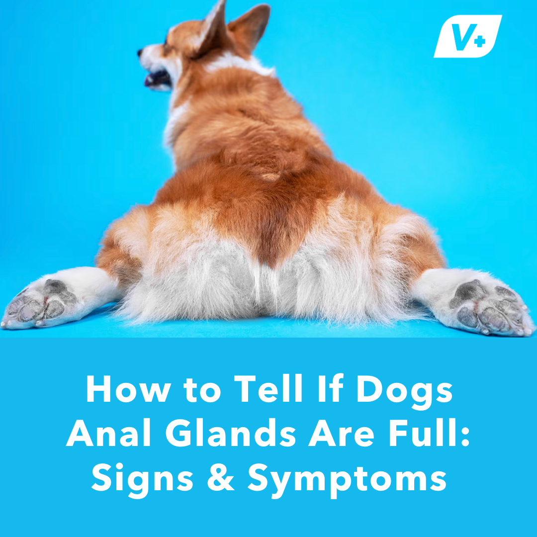 Dog butt with text "How to Tell if Dog's Anal Glands Are Full"