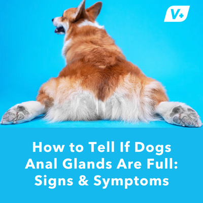 How to Tell If Dogs Anal Glands Are Full