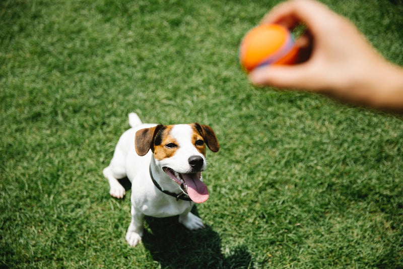 What to Do When Your Dog Gets Stung by a Bee