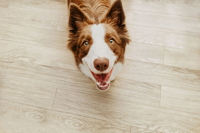 Are Puppuccinos Safe For Dogs?