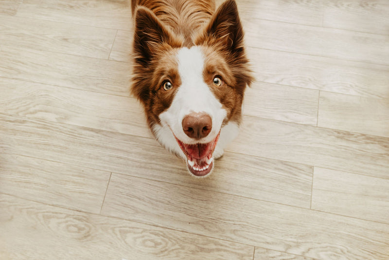 Are Puppuccinos Safe for Dogs? What to Know About Pup Cups