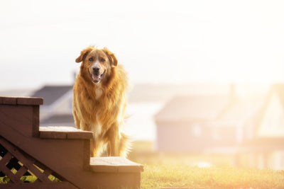 Are Stairs Bad For Dogs?