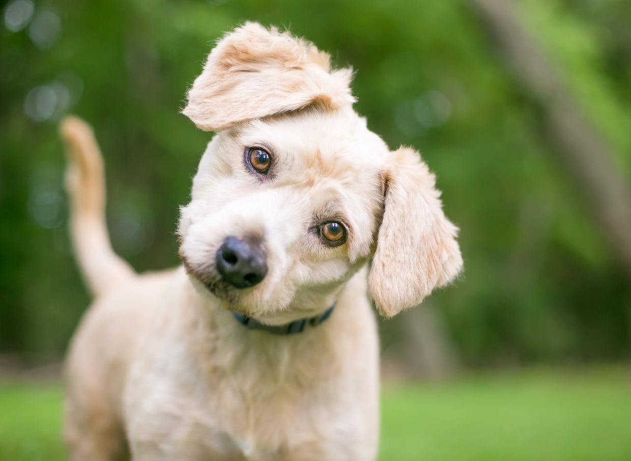Why do dogs tilt their head?