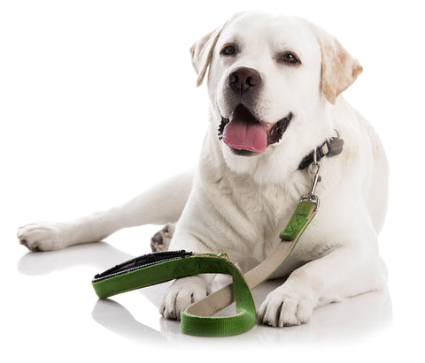 Why Does My Dog Have Watery Poop? Causes and Prevention