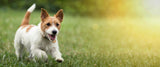 Joint Care for Dogs at Every Life Stage: Puppies Through Seniors