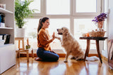 Home Exercises for Dogs With Stiff Joints: A Physiotherapist's Guide