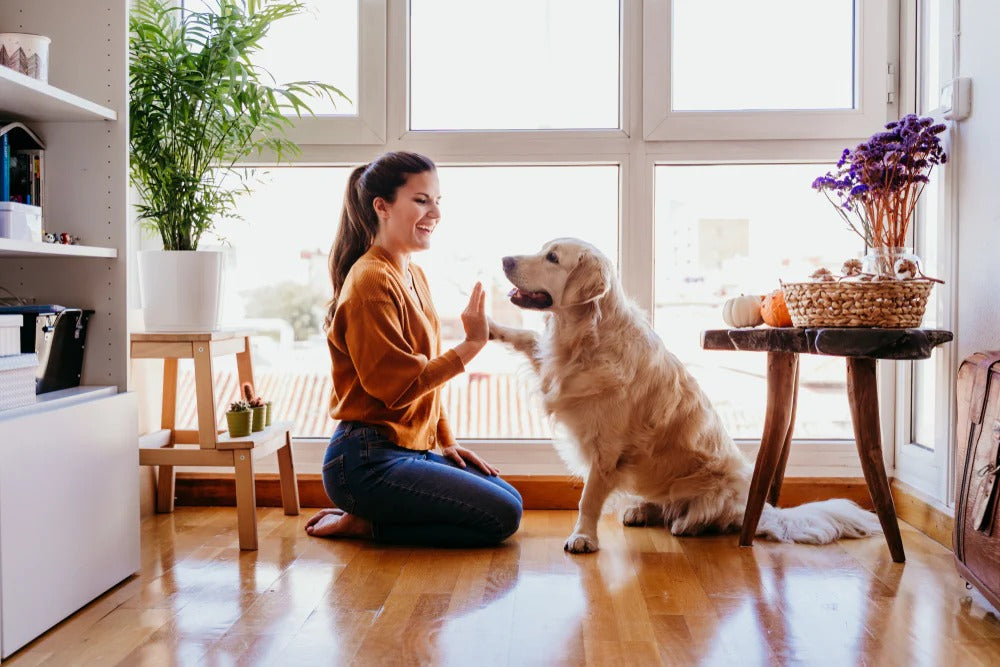 Physical Therapy for Dogs at Home