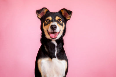 Why Do Female Dogs Drag Their Bottoms on The Ground?