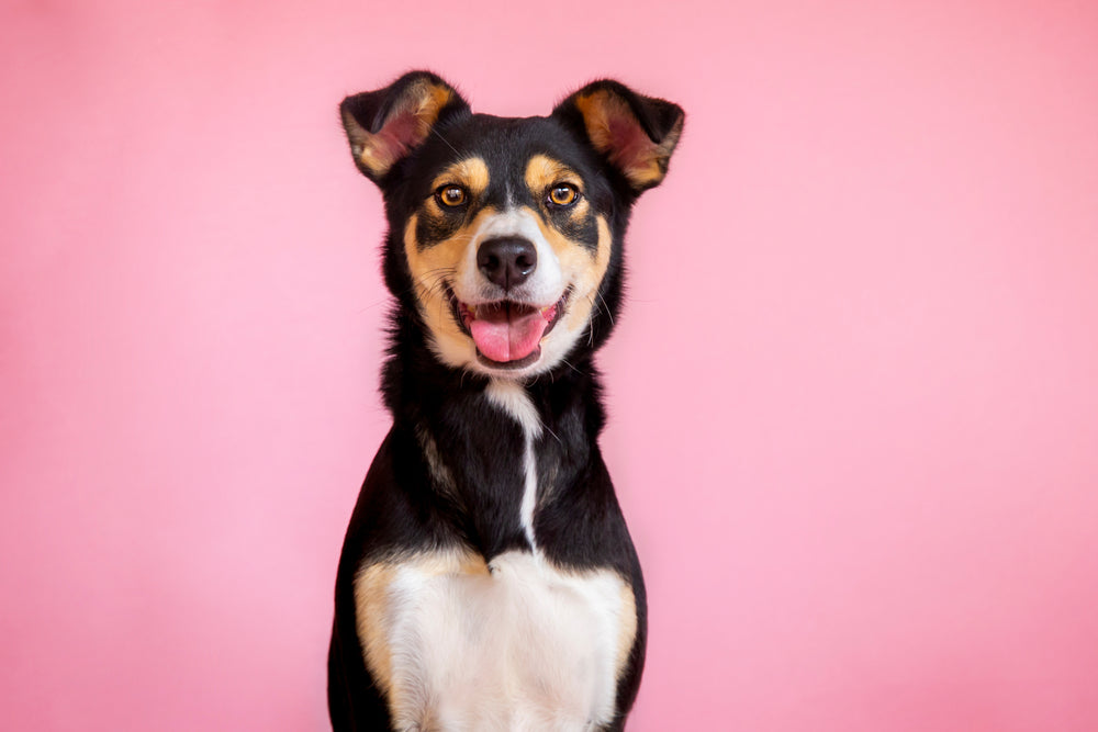 Why Do Female Dogs Drag Their Bottoms on the Ground?