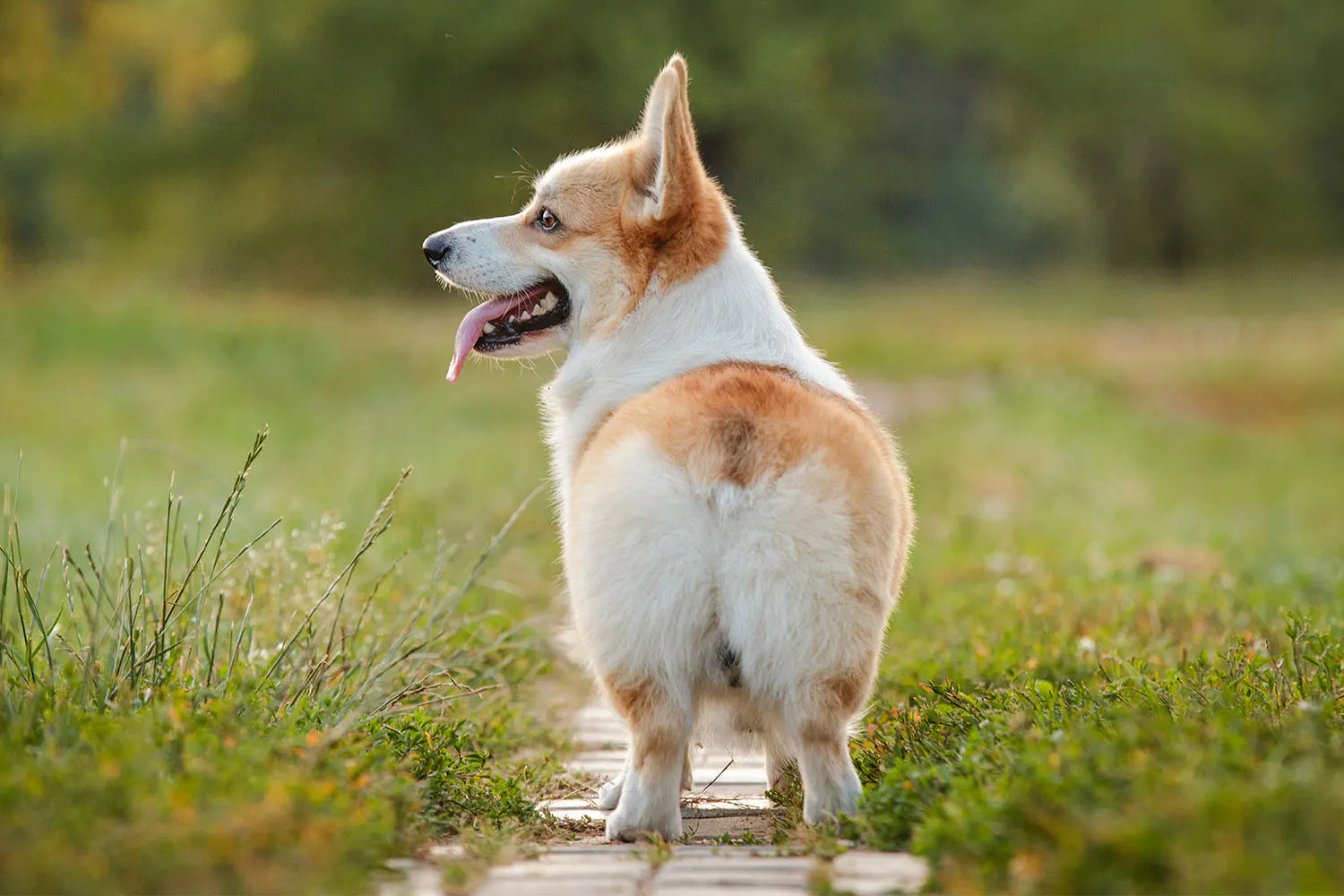 Natural Ways to Promote Dog Anal Gland Expression