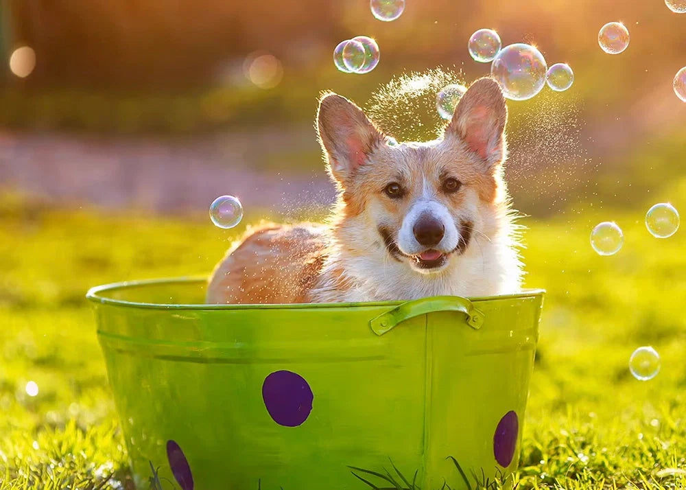 Bath Time Tips to Keep Your Dog Happy & Itch-Free