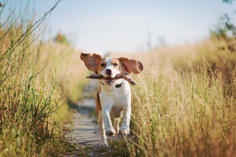 How Much Exercise Does Your Dog Need? A Guide by Age and Breed