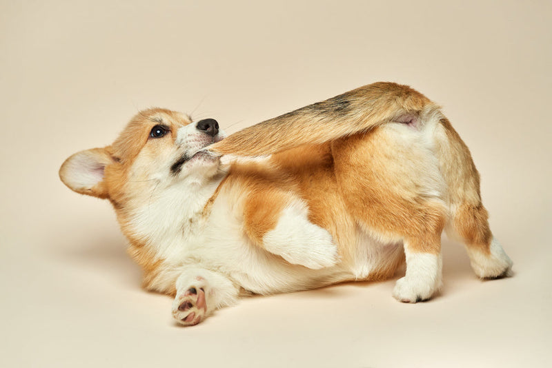 Why Does My Dog Keep Chewing His Butt and Tail