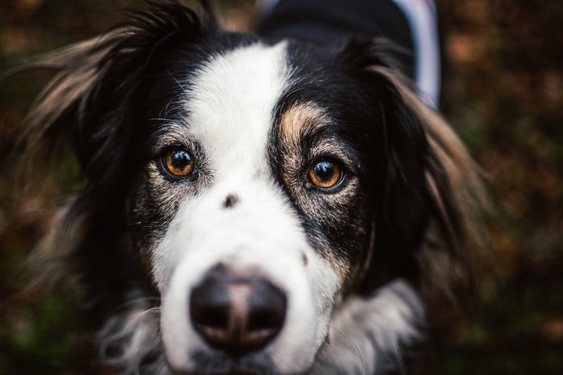 How Dogs See the World: Dog Vision vs Human Vision Explained