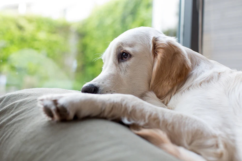 Helping Your Dog Through Cancer: Signs, Support & Next Steps