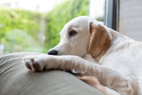 Cancer in Dogs: Warning Signs, Causes, and What to Do