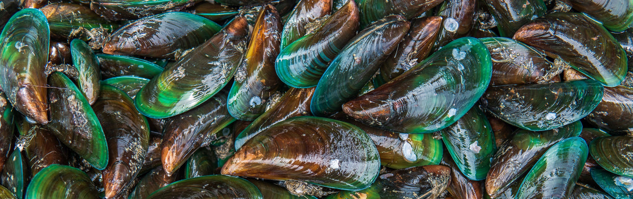 Benefits of Green Lipped Mussel for Dogs: Why YuMOVE Uses It