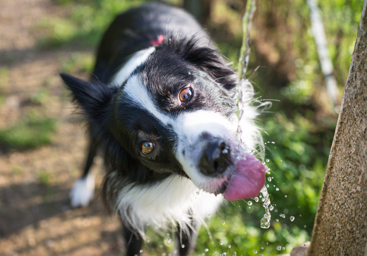 How Much Water Does Your Dog Need? Hydration Guide for Dogs