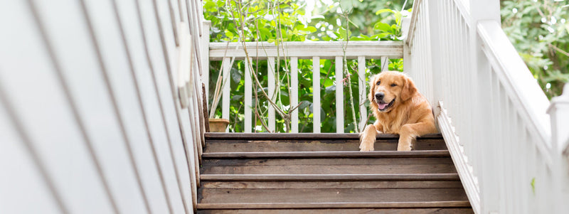 How to Help Your Senior Dog Safely Navigate the Stairs