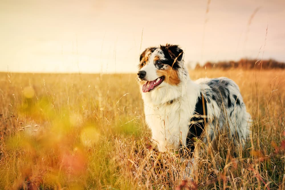 How to Use Turmeric for Dogs with Achy Joints