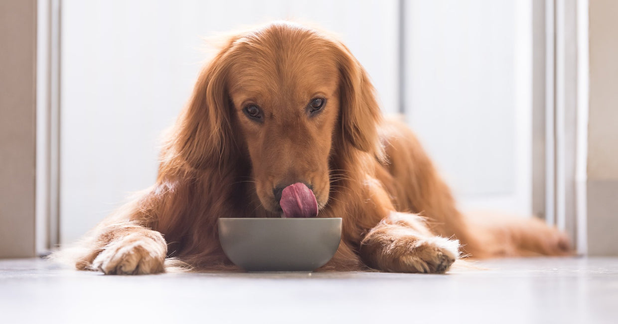 How to help your dog’s sensitive stomach