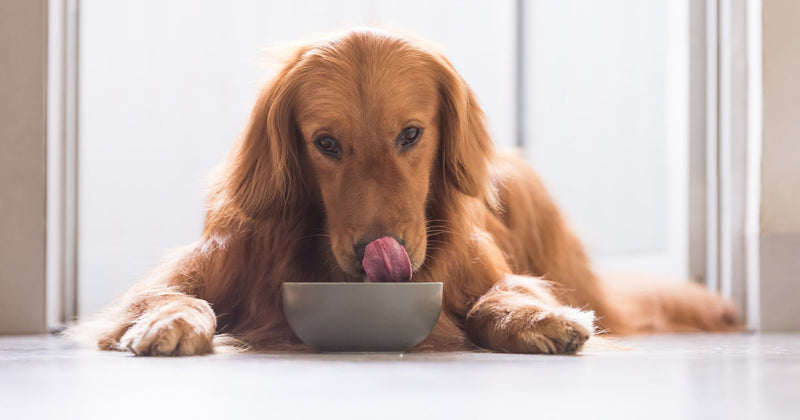 How to Help Your Dog's Sensitive Stomach: Diet, Probiotics, and More