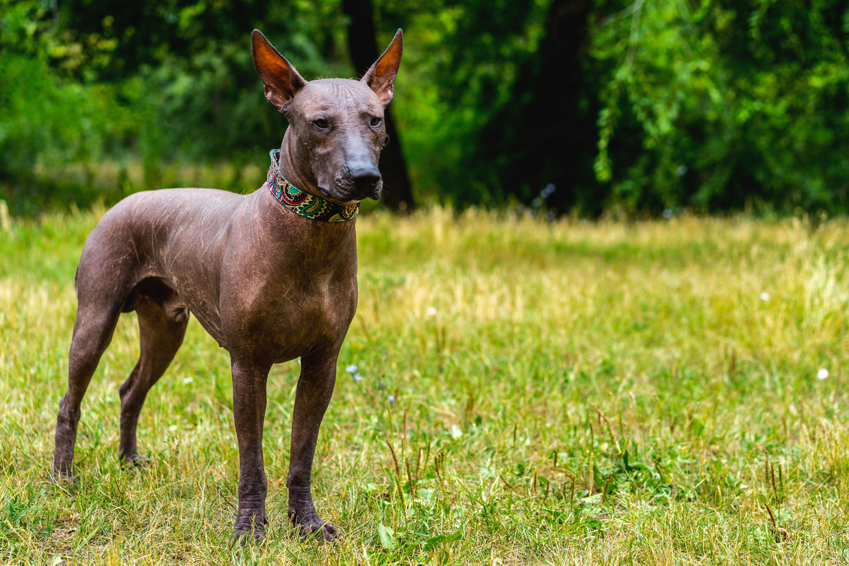 How Your Dog's Joints Work: A Guide to Canine Joint Anatomy