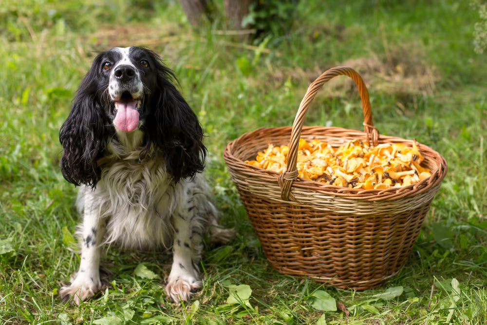 Can Dogs Eat Mushrooms? Are Mushrooms Safe For Dogs?
