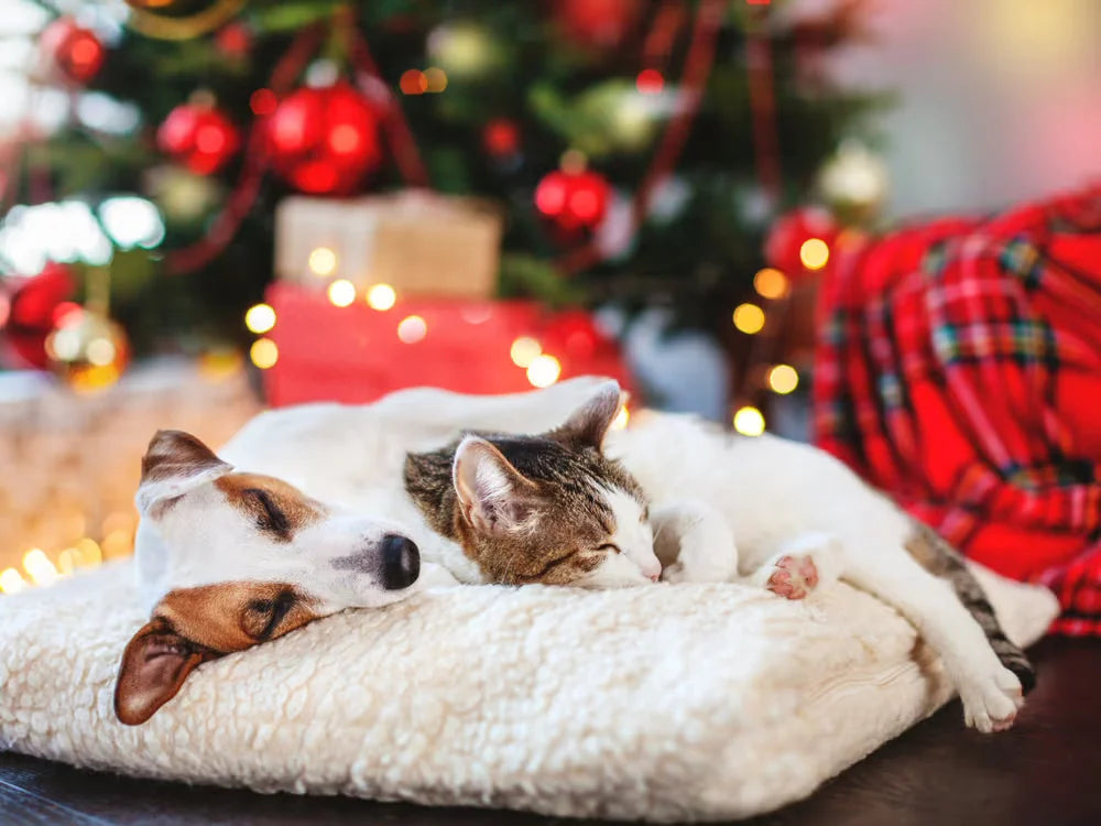 Managing Stress & Separation Anxiety in Dogs & Cats During the Holidays | Vetnique