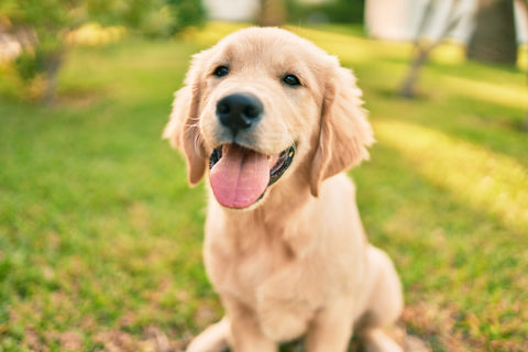 What age should you give your dog joint supplements?