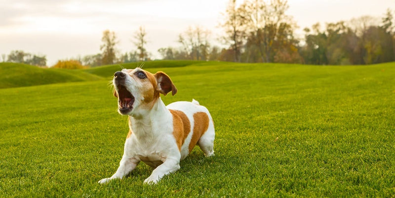 Why Do Dogs Bark? 6 Types of Barking and How to Respond