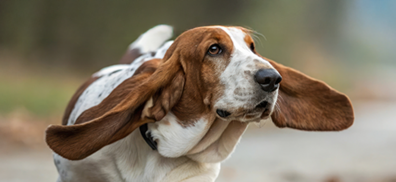 Basset hound with ears out