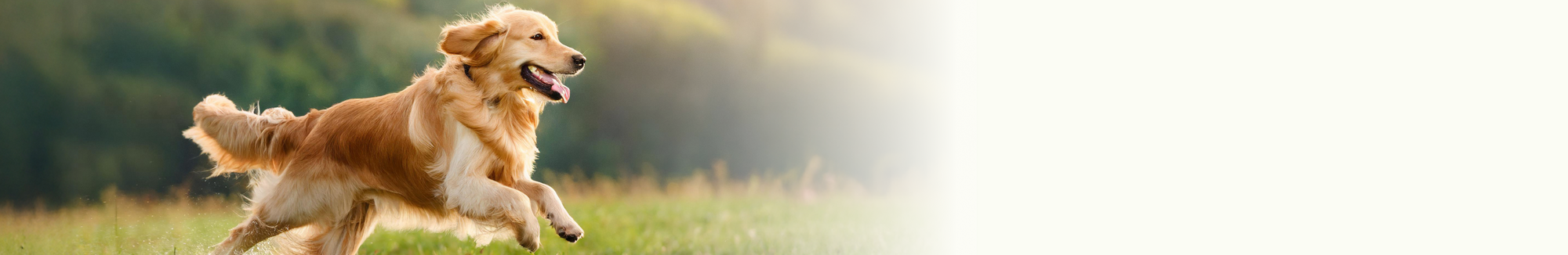 Hip & Joint for Dogs