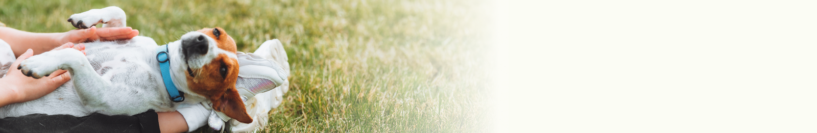 Dog smiling getting his belly rubbed