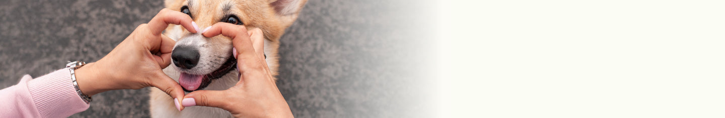 Woman making a heart out of her hands around a corgi's nose