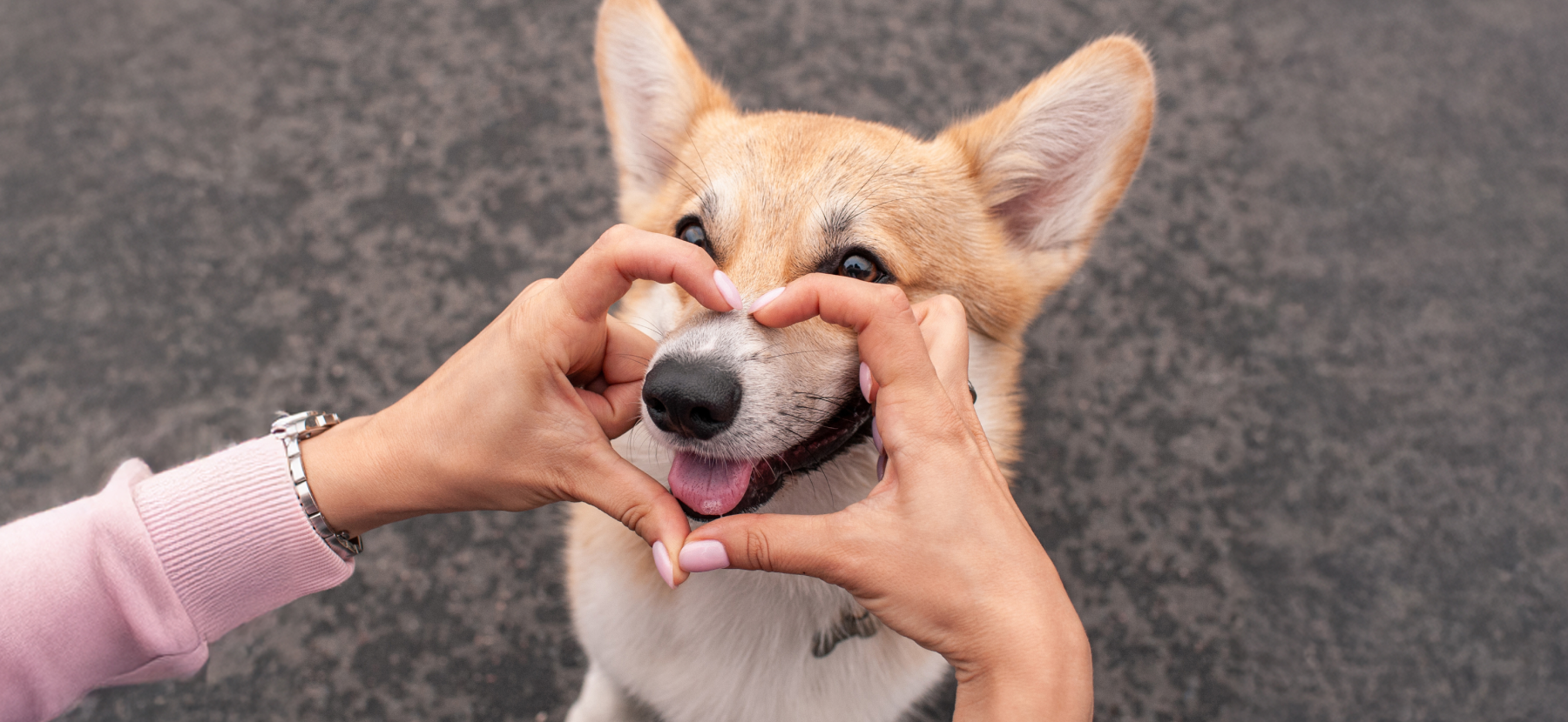 Woman making a heart out of her hands around a corgi's nose