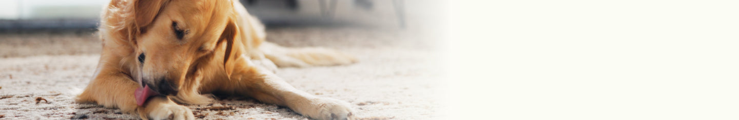 Dermabliss Seasonal Allergy & Skin Support