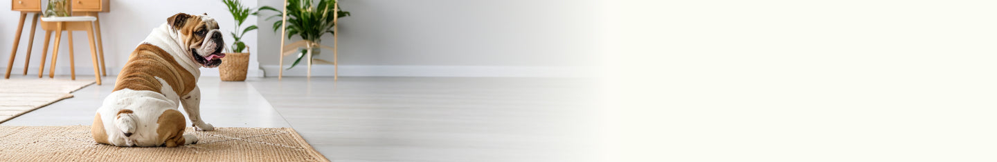 Glandex Brand Product Line for Anal Gland Support