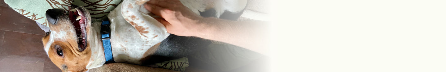  Anal Gland & Digestive Support Supplements for Dogs & Cats 