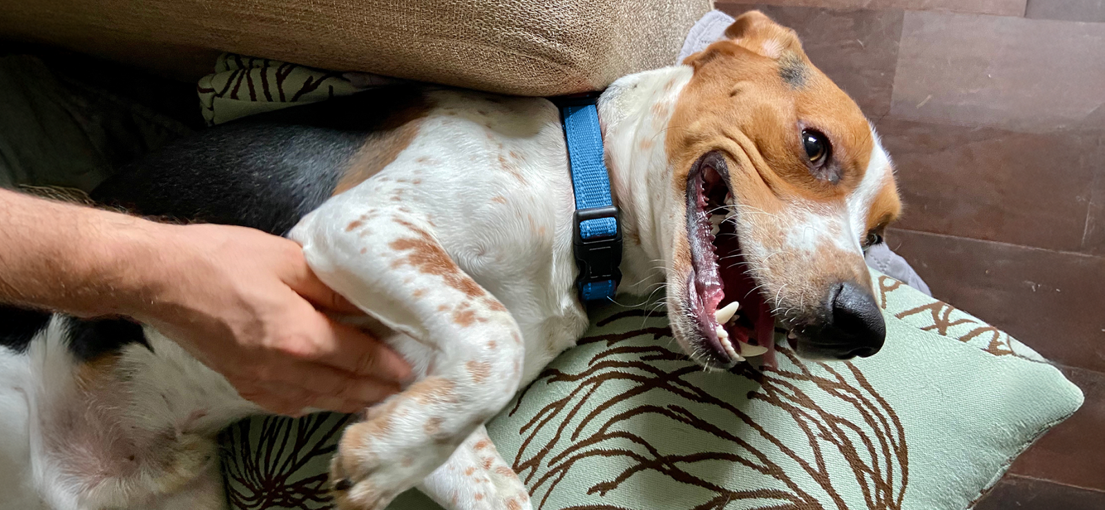 Glandex Brand Product Line for Anal Gland Support