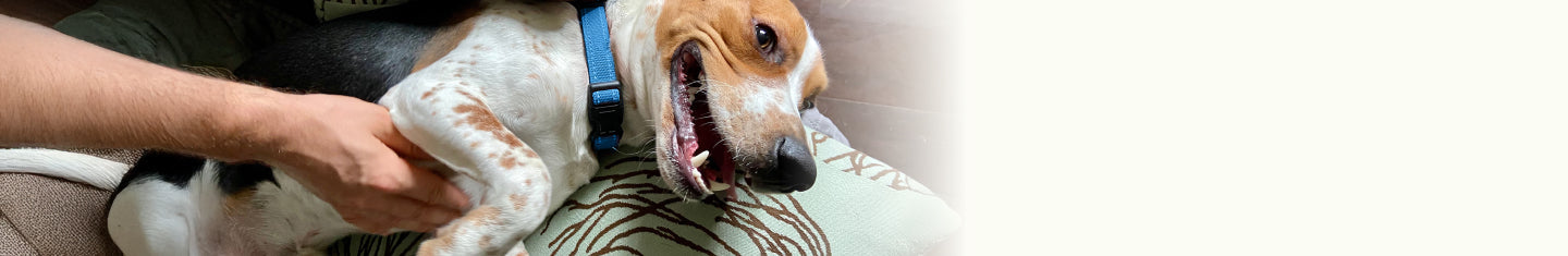 Dog smiling getting his belly rubbed