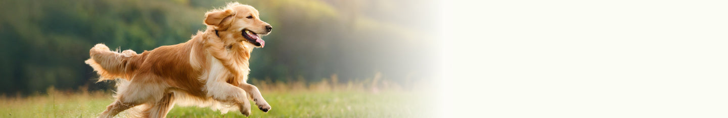 Hip & Joint for Dogs