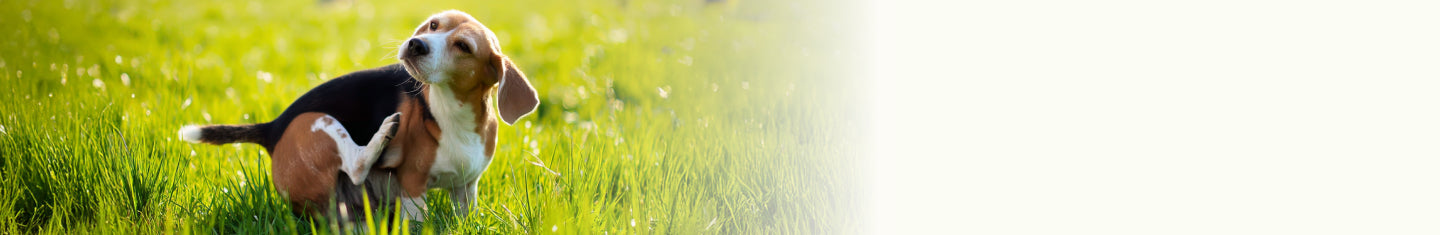 Seasonal Allergy Support Supplements