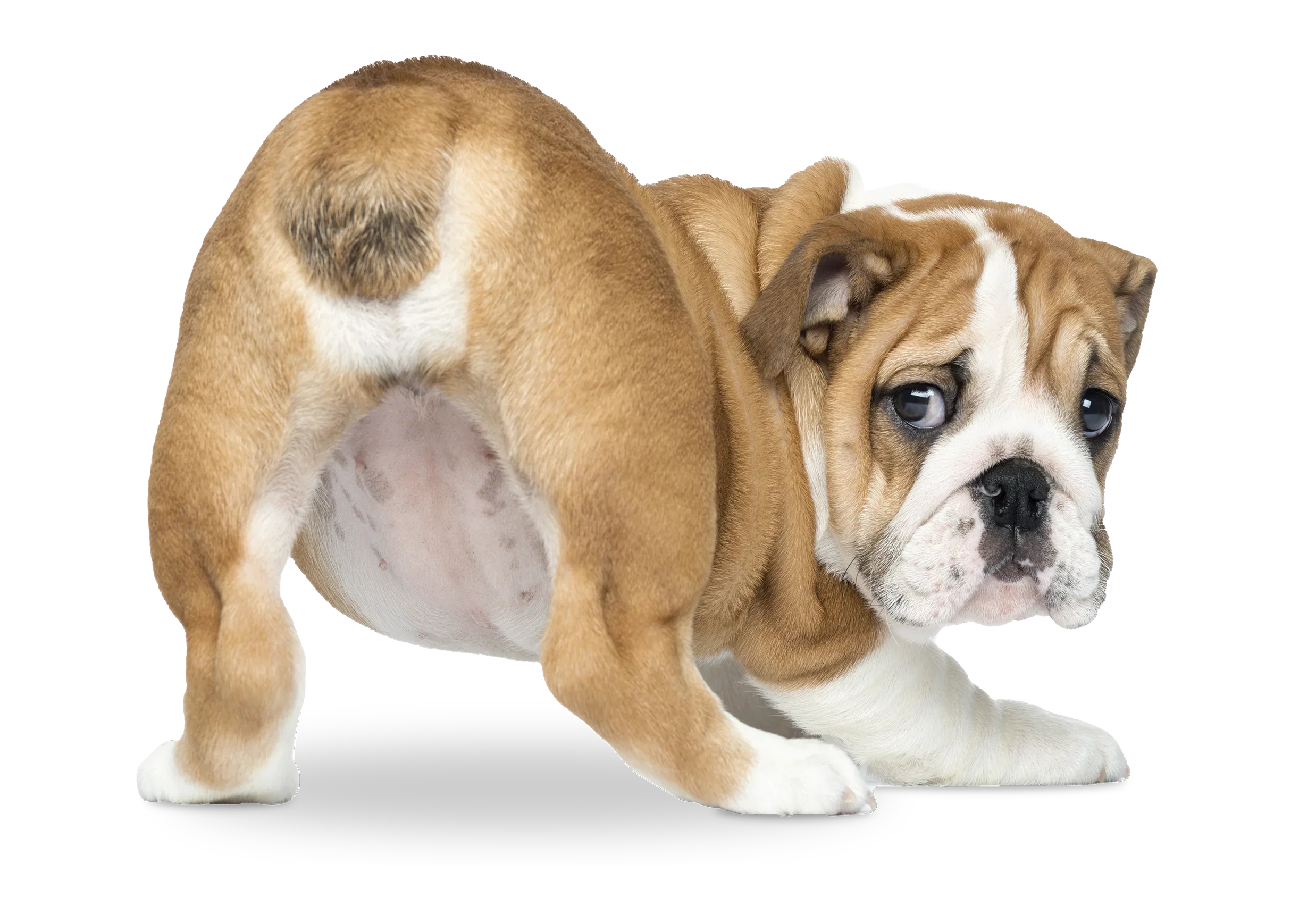  Anal Gland & Digestive Support Supplements for Dogs & Cats 