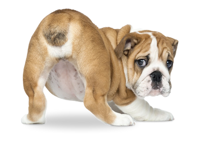 Anal Gland Support in Dogs and Cats
