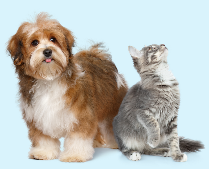  Skin & Coat Products for Dogs & Cats 