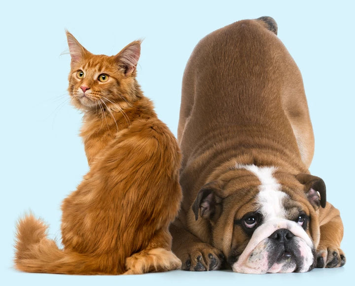  Anal Gland & Digestive Support Supplements for Dogs & Cats 